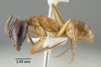 Media type: image;   Entomology 21449 Aspect: habitus lateral view